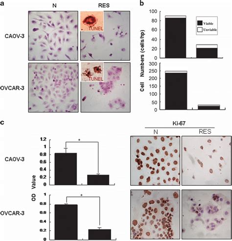 Cellular Responses Of Human Ovarian Cancer Caov And Ovcar Cells To