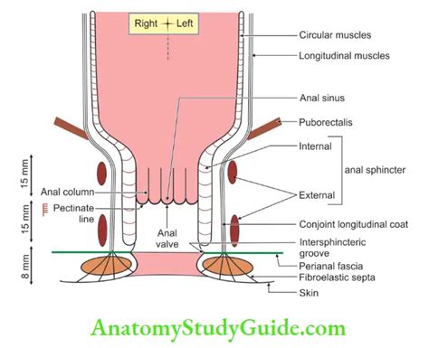 Rectum And Anal Canal Notes Anatomy Study Guide