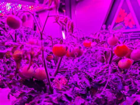 Tomatoes and yogurt bacteria are headed for the ISS | Popular Science