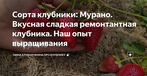 Сорта клубники: Мурано. Вкусная сладкая ремонтантная клубника. Наш опыт ...