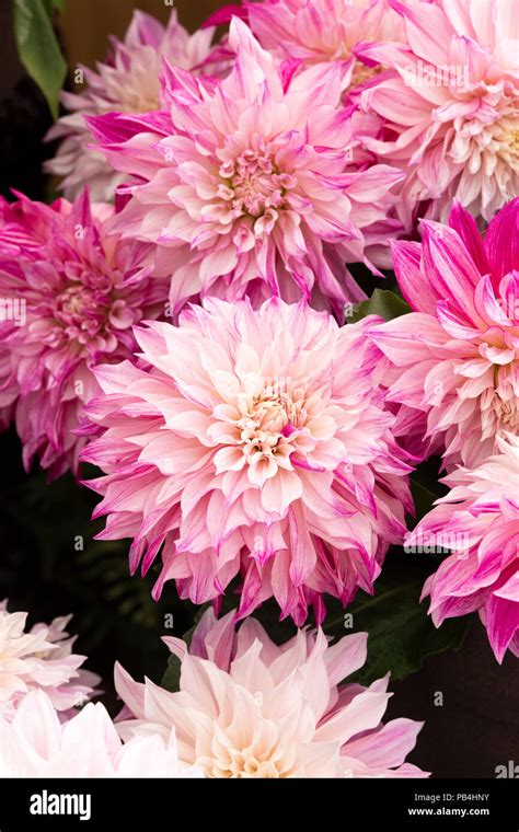 Dahlia ‘cafe Au Lait Royal On A Flower Show Display Uk Stock Photo