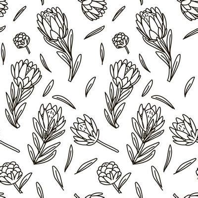 Protea Vector Art, Icons, and Graphics for Free Download