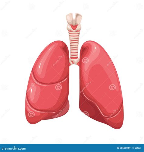 Quais Os Orgãos Que Fazem Parte Do Sistema Respiratorio