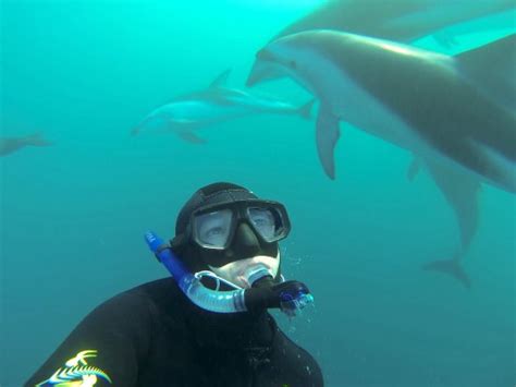 Dolphin Encounter Kaikoura Aktuelle 2021 Lohnt Es Sich Mit Fotos