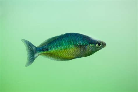 New Guinea Rainbowfish Melanotaenia Affinis Stock Image Image Of Swim