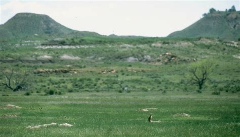 Thunder Basin Grassland plan attacks native wildlife, frustrates ferret ...