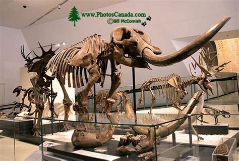 PhotosCanada.com Gallery :: ROM Dinosaur Exhibit, Toronto, Ontario :: rom_dinosaur_exhibit_006