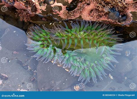 Sea Anemone In Shallow Reflective Tide Pool Water Stock Photo Image