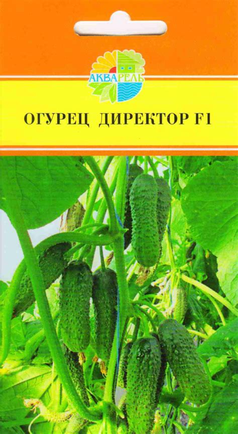 Лучшие сорта огурцов: описание, фото, отзывы, характеристика