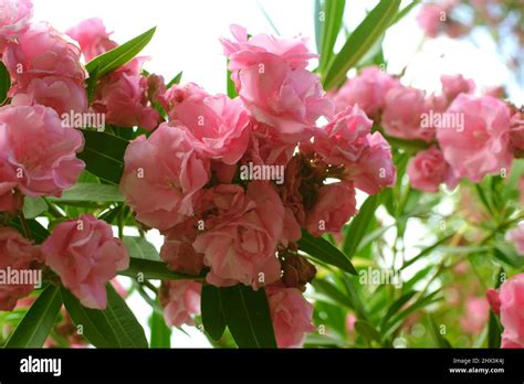 Nerium Oleander In Bloom Pink Flowers And Green Leavestwig Of