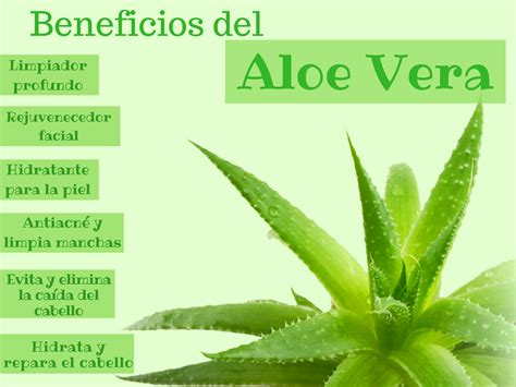 Plantas Medicinales Beneficios Y Usos De La Aloe Vera Sabila