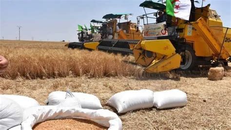 Ghardaïa plus de 55 000 quintaux de céréales engrangés Algerie Eco