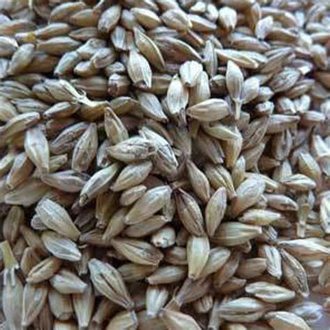 Robust Barley seed - 1 LB ~8,000 Seeds - Non-GMO, Open Pollinated ...