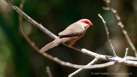 Common Waxbill - John Caddick | John Caddick