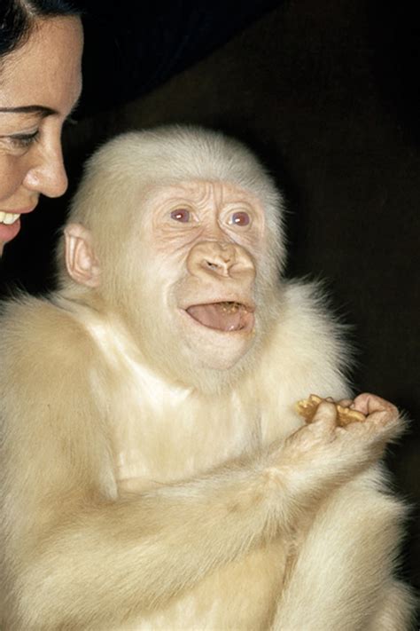 Albino Chimpanzee