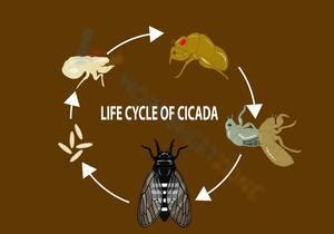 Cicada life cycle worksheets