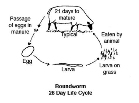 Life Cycle Of A Roundworm