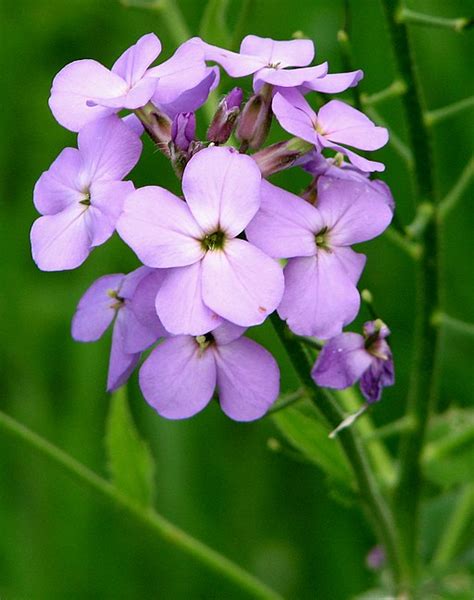 Nachtviole Gewöhnliche Hesperis matronalis bienenfreundliche Staude