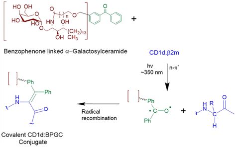 Photoactivable Glycolipid Antigens Generate Stable Conjugates With Cd1d