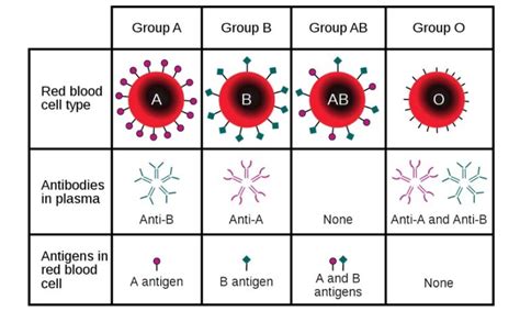 Hemolytic Disease Of The Fetus And Newborn Concise Medical Knowledge