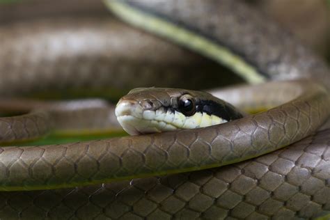 Homem é encontrado morto em casa cercado por mais de 100 cobras