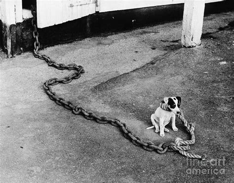 Small Dog On Large Chain Photograph by Bettmann - Fine Art America