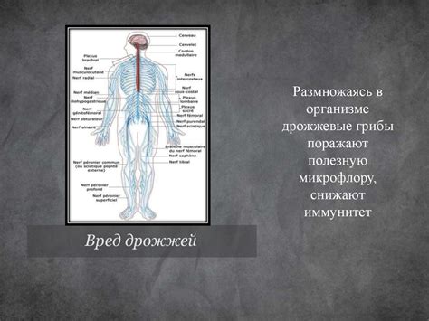 Использование дрожжей в пищевой промышленности - презентация онлайн