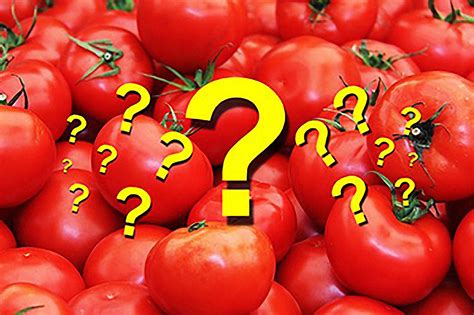 Tomato Production Ten Common Questions Tomato Holds The Distinction Of Being Americas