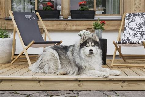 Top Hundeurlaub Bewegte Berge Boutique Appartements Hundestrand