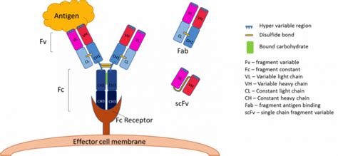 Antibody Production Overview Sample Scientific Article