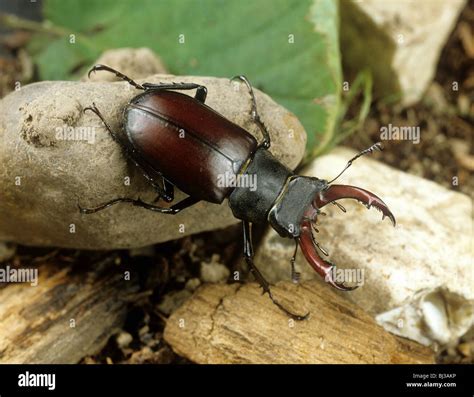 Male stag beetle (Lucanus cervus) on leaf litter with large mandibles Stock Photo - Alamy