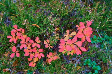 Wild Forest Plants Grass And Bushes For Natural Background Stock Image