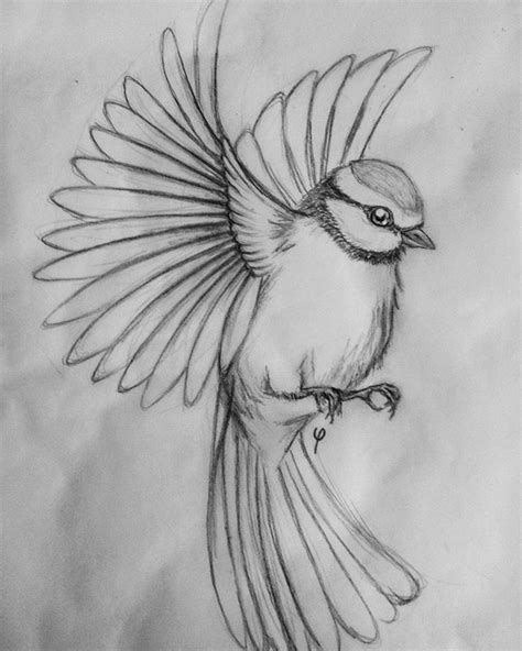 Bird sketch : r/drawing