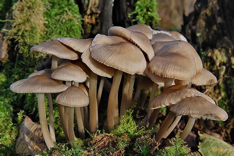 Tight Squeeze Gymnopus Confluens Mark Banks Flickr