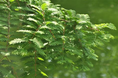 Metasequoia glyptostroboides - Изображение особи - Плантариум