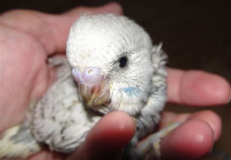 We Love Budgies!, hand-fed-budgies: Baby budgie