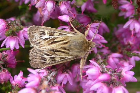 Antler Moth Cerapteryx Graminis Hayfield Derbysh Flickr