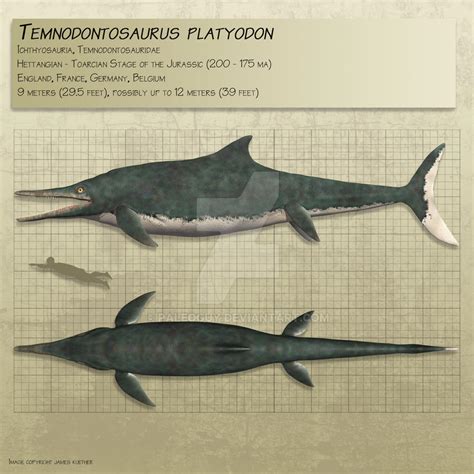 Temnodontosaurus by PaleoGuy on DeviantArt