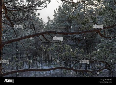 Beautiful winter forest Stock Photo - Alamy