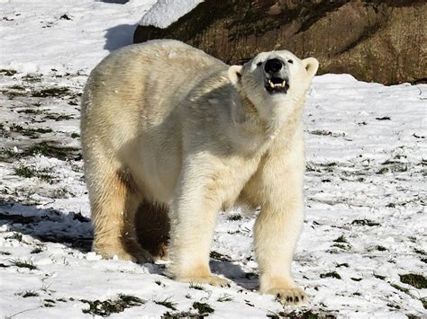 Polar Bear vs Siberian Tiger Fight: Who Will Win? - Animal Hype