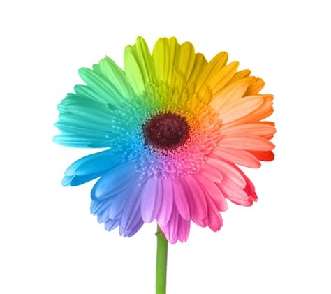 Rainbow daisy Stock Photos, Royalty Free Rainbow daisy Images ...