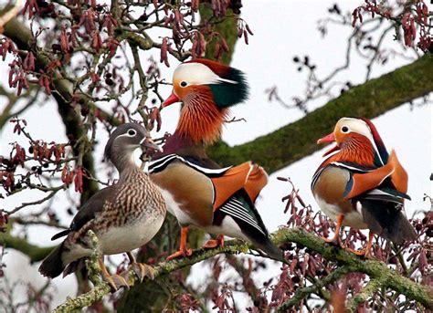 Утка Мандаринка: описание, где обитает, что едят, сколько живет