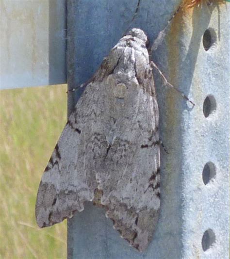 Tetrio Sphinx Moth From Florida Whats That Bug