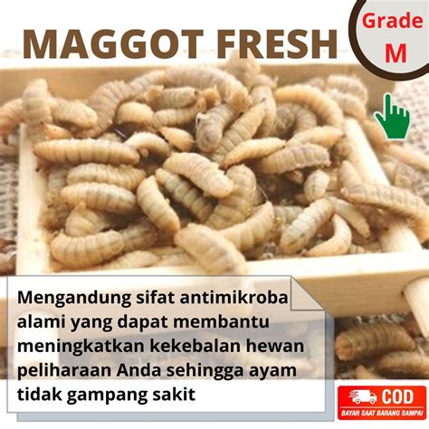 Jual Maggot BSF Fresh Pakan Ternak Grade M 100 Gram Shopee Indonesia