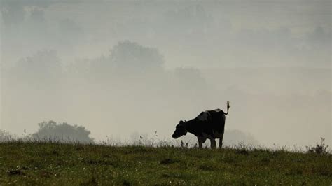 Bluetongue Disease Outbreak in Europe: Implications for Livestock and ...