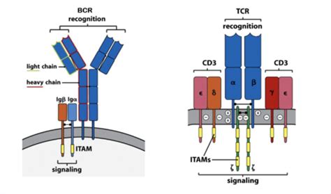 Quiz 2 Chapter 3 Part 1 Receptors And Signaling B And T Cell