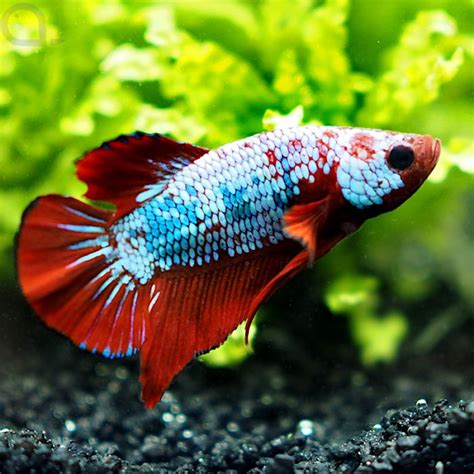 Kampffisch Plakat Tricolor Betta Splendens Aquapro