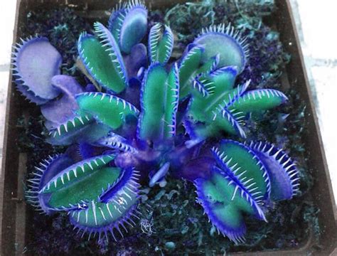 Pcs Insectivorous Blue Dionaea Muscipula Carnivorous Giant Clip