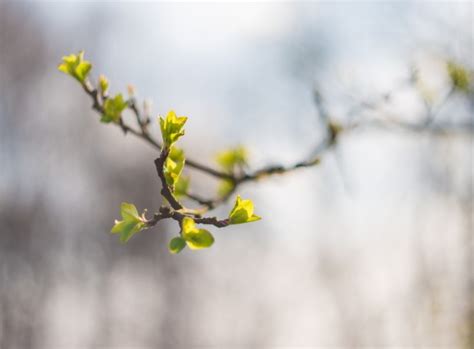 Spring Buds Free Stock Photo Public Domain Pictures