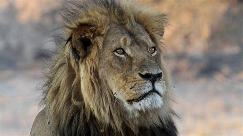 wild animal kills lion 9
